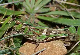 Oedaleus decorus ♀(Lozère, France)