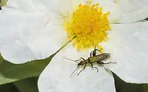 Oedemera nobilis (Œdémère noble)