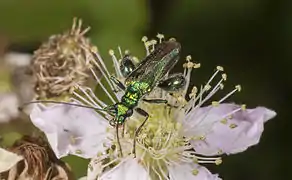 Oedemera nobilis Pattes antérieures de la même couleur que les élytres