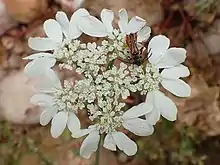 Photographie en couleur d'une ombelle blanche vue de dessus sur laquelle un coléoptère roux se nourrit d'une fleur.