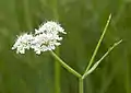 Inflorescence