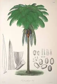 Description de l'image Oenocarpus bataua.jpg.
