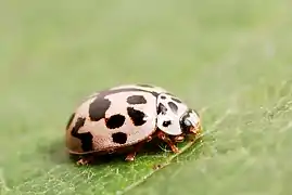 Oenopia conglobata