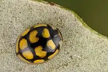 Insecte rond, carapace décoré d'un motif régulier à cases rondes et jaunes sur fond noir, sauf la tête formant un bloc dans un coté de la sphère.