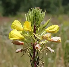 Fleurs d'onagre vespérale à pétioles rouges (Oenothera rubricaulis).