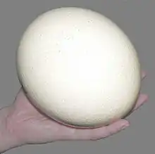 Photographie montrant un œuf d'autruche, le plus gros gamète du monde vivant actuel, tenu dans une main d'adulte