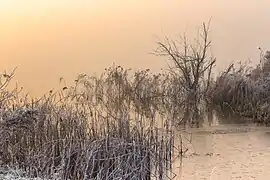 Rivage du lac dans le brouillard à Langweerderwielen. Décembre 2016.