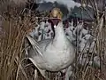Oie blanche naturalisée au centre d'interprétation de la réserve nationale de faune du cap-Tourmente, Québec, Canada