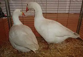 Couples d'oies d'Alsace blanches pesant de 4 à 4,5 kg.
