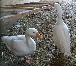 Couple d'oies du Poitou