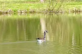 Oie sur l'étang de la prairie.