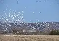 Alte d'une volée d'oies blanches, dans un champ