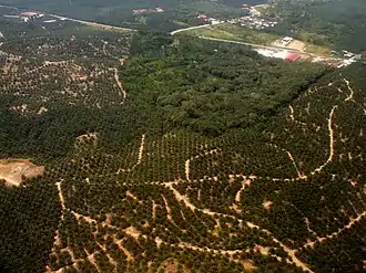 vue aérienne d’une zone forestière à Bornéo dont il ne reste qu’une partie de la forêt naturelle pour faire place à des plantations de palmier à huile