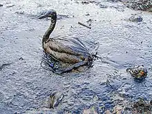 Oiseau couvert de pétrole au cours d'une marée noire.