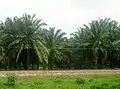 Plantation de palmiers à huile à Magdalena, Colombie. Le pays est l'un des 5 premiers producteurs d'huile de palme au monde.