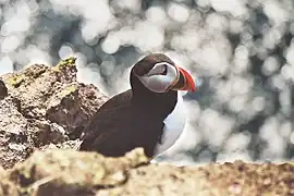 Un macareux moine vue de profil.