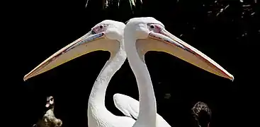 Pélicans blancs au jardin zoologique national de Rabat.