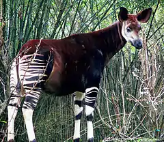 Description de l'image Okapi2.jpg.