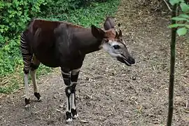 Okapi dans le sanctuaire des okapis du Bioparc