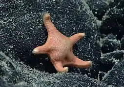 Okeanosaster hohonui