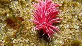 Okenia rosacea, un Goniodorididae