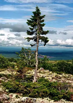 Old Tjikko.