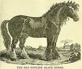 Sire, étalon Old English Black, d'après une gravure du Farmers' Cabinet en 1841.