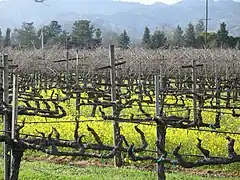 Vieille vigne taillée en cordon