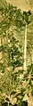 Wen Zhengming. Vieux arbres près d'une froide cascade, 1549. Rouleau vertical, encre et couleurs ur soie, 194,1 × 59,3 cm. Musée national du Palais