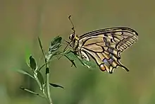 Un grand papillon crème foncé posé sur un brin d'herbe.