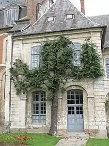 Vieux poirier de l'abbaye de Valloires.