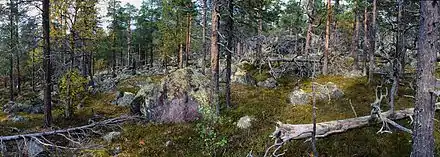 Forêt de pins.