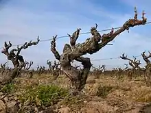 La photographie couleur est prise à ras de terre. Elle montre des vieux pieds de vigne tortueux. Ils sont taillés en éventail et alignés sur un fil de fer de palissage unique.