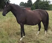 Dans un pré où l'herbe est haute, une jument bai foncé présente son profil gauche dont le ventre est très arrondi dû à la présence du futur poulain.