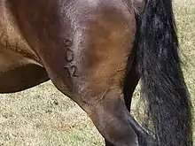 Détail de la cuisse gauche d'un cheval bai foncé où l'on distingue parfaitement le "O" couronné ainsi que le chiffre 32.