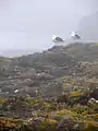 Deux goélands marins adultes sur les rochers jouxtant les côtes.