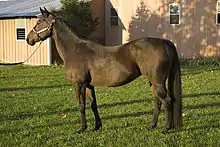 Cheval de profil montrant un dos assez long et courbé en arc de cercle.