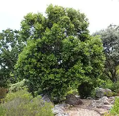 Olea capensis (olivier du Cap)