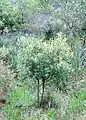 Un jeune arbre dans son habitat naturel en Afrique du Sud.