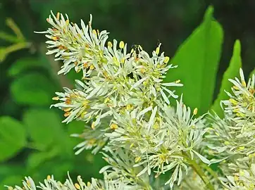 Fleurs,vue rapprochée