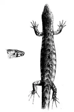 Description de l'image Oligosoma homalonotum.jpg.