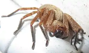 Olios argelasius ♀