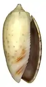 Oliva caerulea