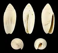 Oliva dufresnei