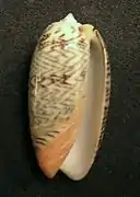 Oliva elegans zigzag