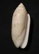 Oliva multiplicata