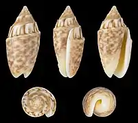 Oliva parkinsoni