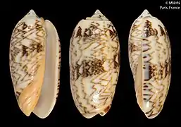 Oliva reticulata