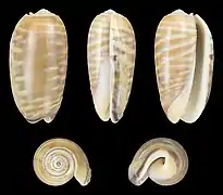 Oliva rufula