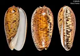 Oliva vidua